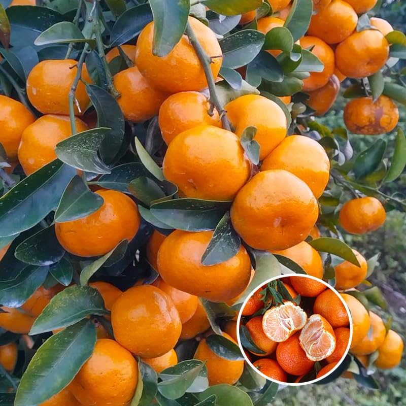50Pcs Orange Seeds for Planting - Fresh Harvest, Non-GMO, Sweet & Juicy