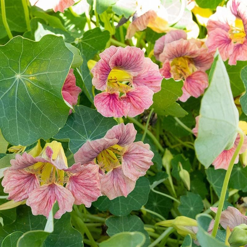 30pcs Novice Approved Nasturtium Seeds for planting in residential garden beds and private yard border spaces