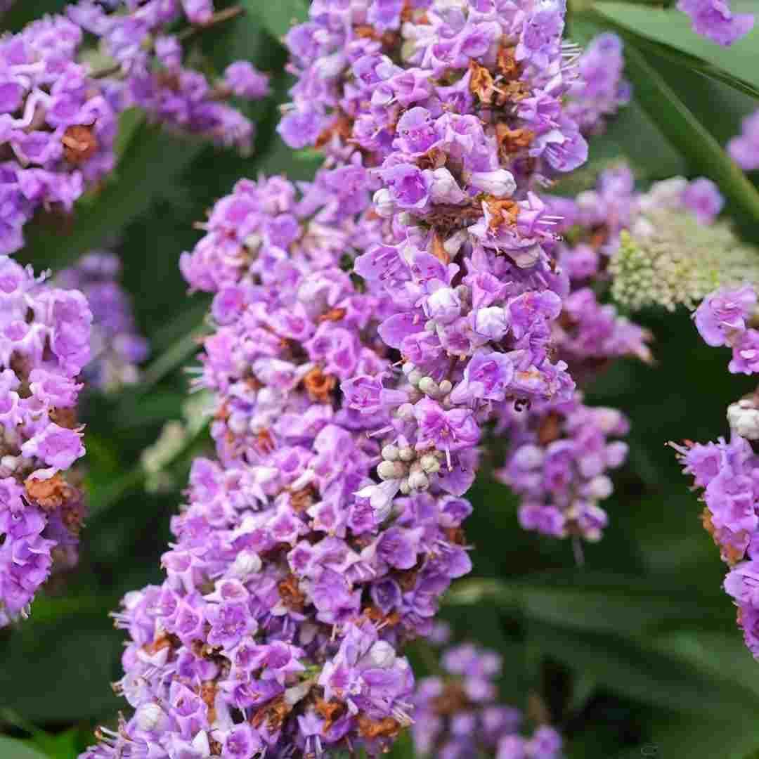 300pcs Butterfly Bush Seeds Perennial Flower Shrub Seeds Fragrant Blooms for Outdoor Garden Planting
