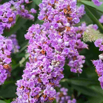 300pcs Butterfly Bush Seeds Perennial Flower Shrub Seeds Fragrant Blooms for Outdoor Garden Planting