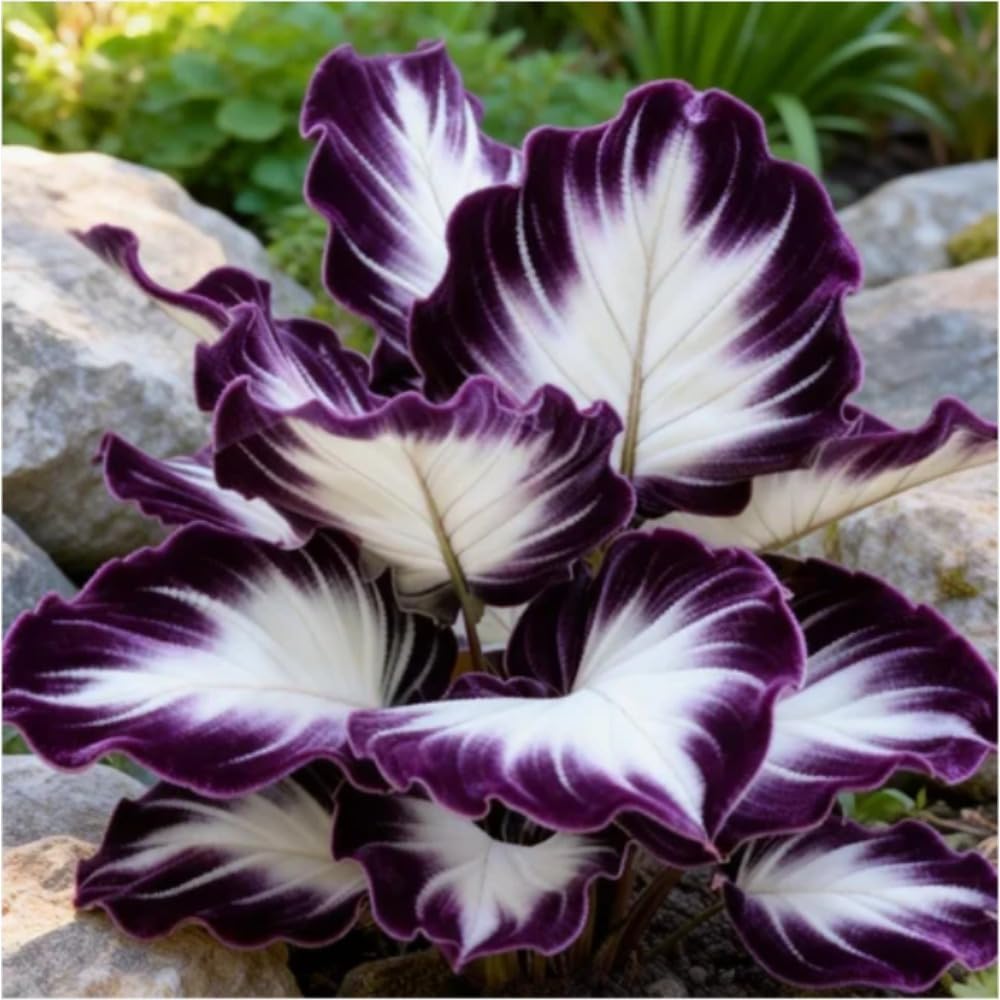 100pcs Elephant Ear seeds for Rich Green Display, Backyard Garden Design