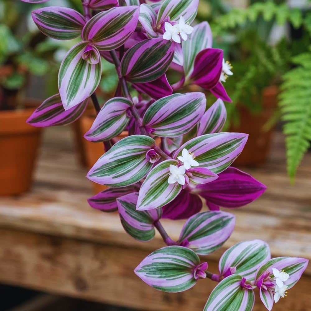 100pcs Fast Growing Vine Seeds Wandering Jew Seeds For Garden Foliage Simple To Cultivate