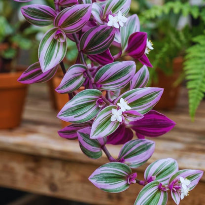 100pcs Fast Growing Vine Seeds Wandering Jew Seeds For Garden Foliage Simple To Cultivate