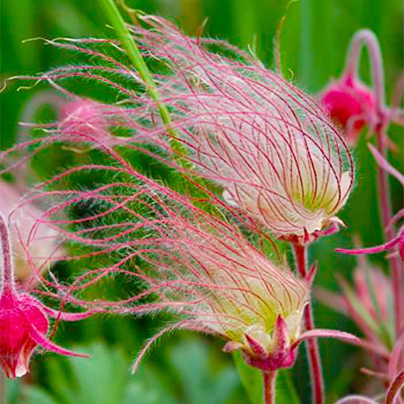 100pcs Perennial Prairie Smoke Seeds for Planting - Non-GMO Wildflower