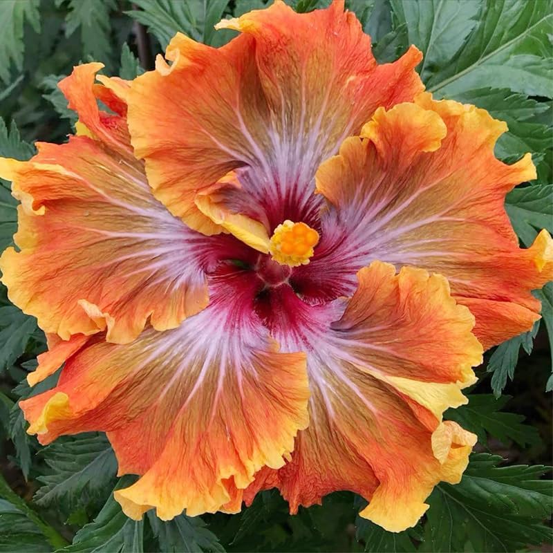 100pcs Mixed Hibiscus Seeds Planting Outdoor- Perennial Non-GMO Heirloom Hibiscus Flowers Plant for Your Garden Home