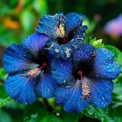 100Pcs Exotic Hibiscus Seeds for Planting - Perennial Flower for Home Garden