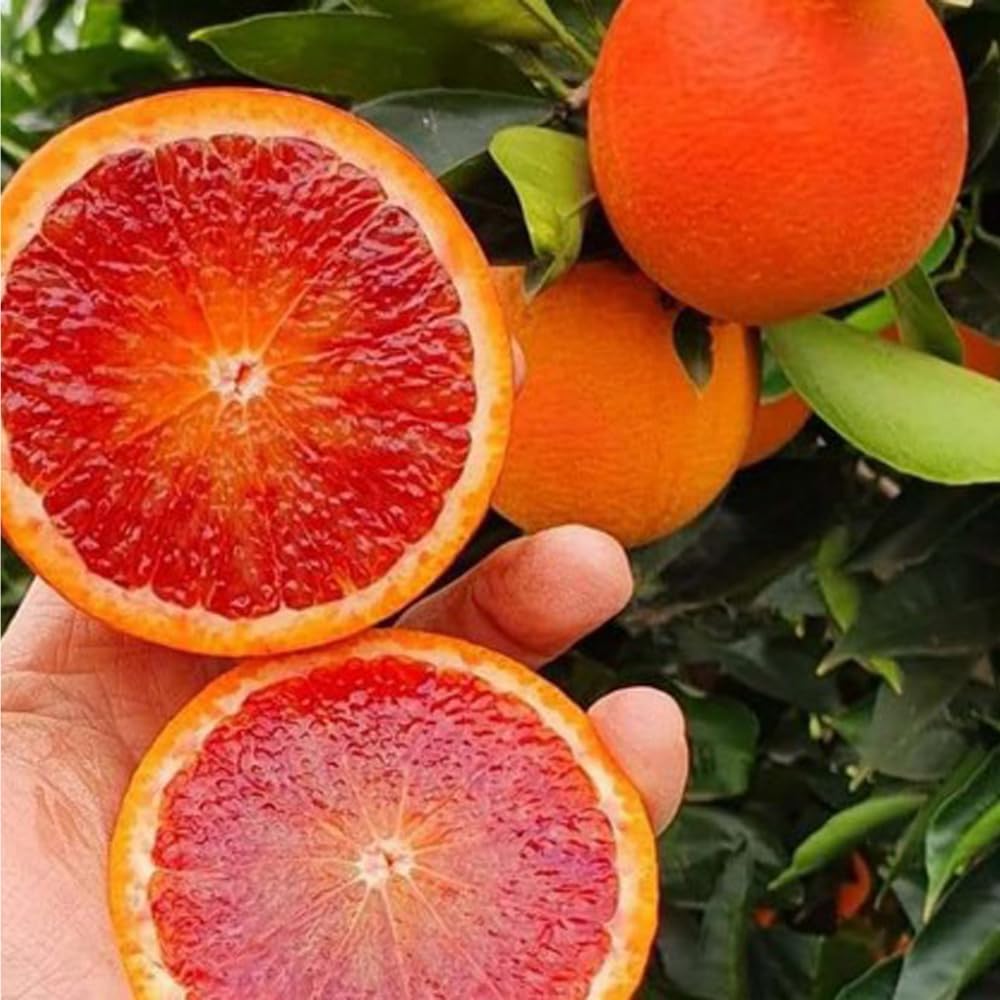 50pcs Blood Orange Tree Seeds for Planting, Dwarf Citrus for Pots
