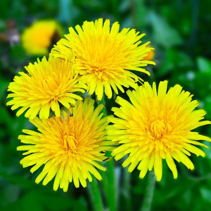 Dandelion Seeds for Planting 1000 Heirloom Medicinal Herb Seeds Non GMO Grow