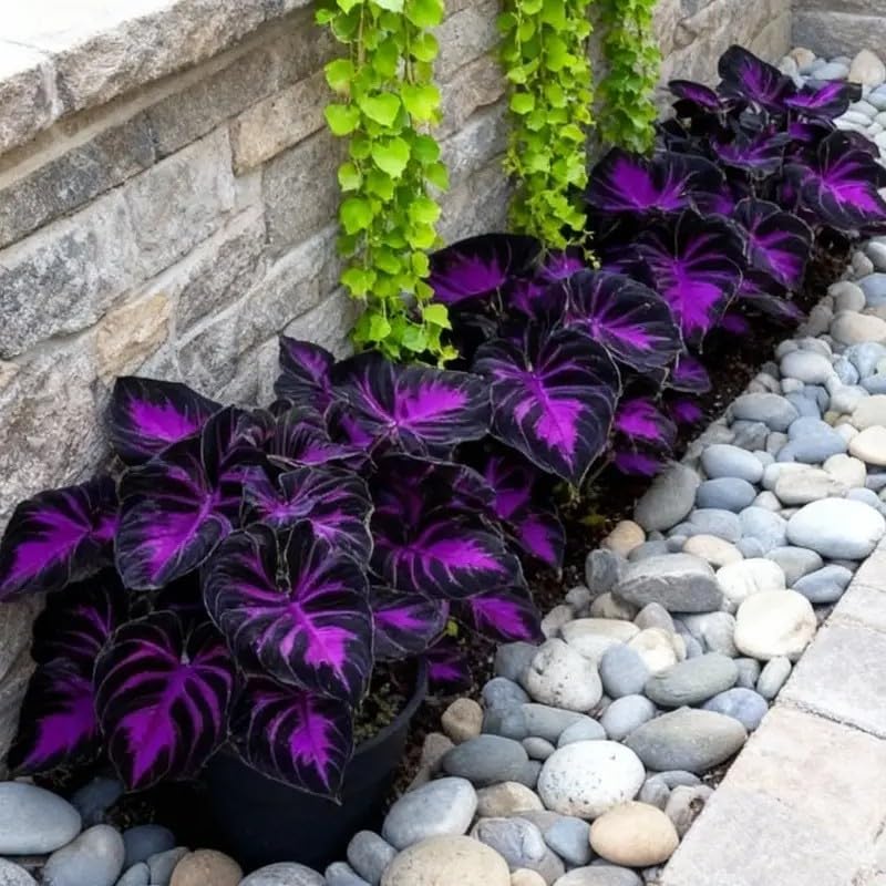 100pcs Hosta Seeds for Planting  Perennial Shade Plants, Lush Heart-Shaped Foliage, Long-Lasting Ornamental for Borders, Pathways & Outdoor Garden Landscapes