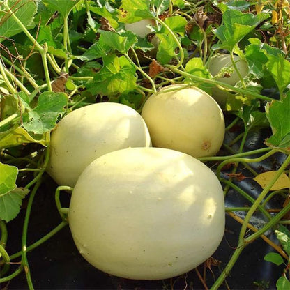 50Pcs Honeydew Melon Seeds for Planting - Non-GMO Heirloom Plant Seeds Garden Outdoor,Sweet & Juice