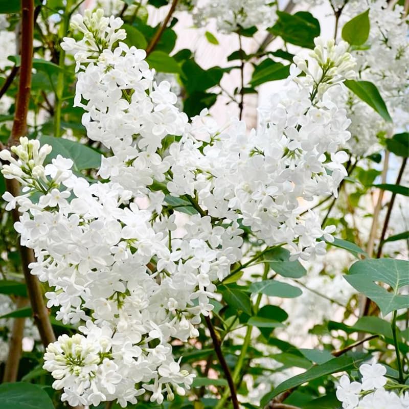 50Pcs Mix Lilac Flower Seeds for Planting- Fragrant Flowers Flower Perennial Bush Bonsai Plants