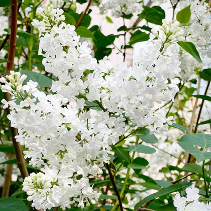 50Pcs Mix Lilac Flower Seeds for Planting- Fragrant Flowers Flower Perennial Bush Bonsai Plants