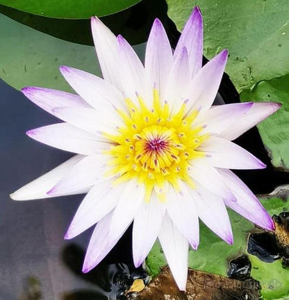 12 pcs Mini Lotus Seeds Variety Pack Bonsai Lotus, Water Lily Garden Seeds
