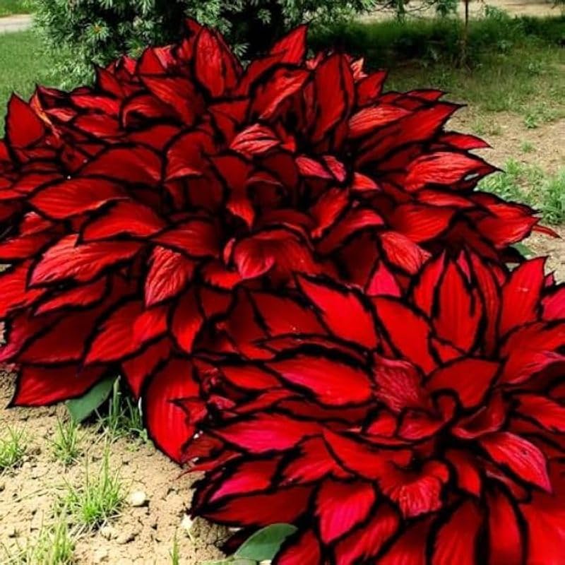 100pcs Suitable for beginner planting Elephant Ear Seeds flourish in ordinary well drained soil suited for yard and garden large foliage cultivation