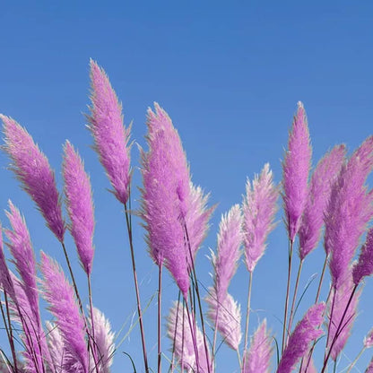 980Pcs Dependable Germination Pampas Grass Seeds For Worry Free Planting