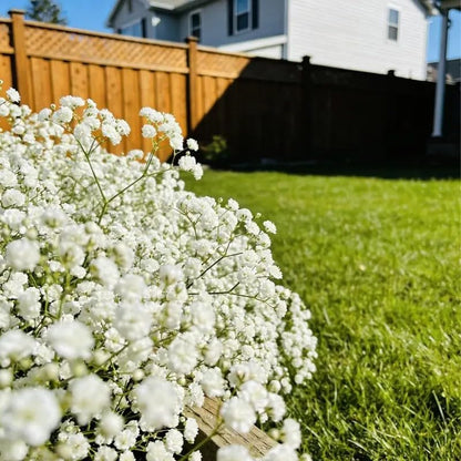 100 White Baby's Breath Seeds for Planting - Gypsophila Elegans White Flower Seeds, Non-GMO Heirloom Annual for Cutting Gardens, DIY Wedding Bouquets, and Indoor/Outdoor Home Decor