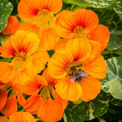 30pcs Suitable for beginner planting Nasturtium Seeds flourish in ordinary well drained soil suited for ornamental garden cultivation
