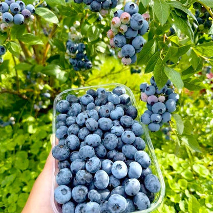 500Pcs Blueberry Seeds for Planting - High Yield, Patio & Container Friendly, Cold Hardy