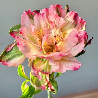 100pcs Lily Seeds for Planting, Mixed Perennial  Flowers Seeds, Non-GMO Heirloom Alstroemeria Seed for Home Garden Outdoor