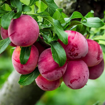 10Pcs Wild Plum Trees Fruit Seeds for Planting Outdoor-Perennial Native Prunus Seeds Non-GMO Heirloom Fruit Trees Seed for Home Outdoor Garden