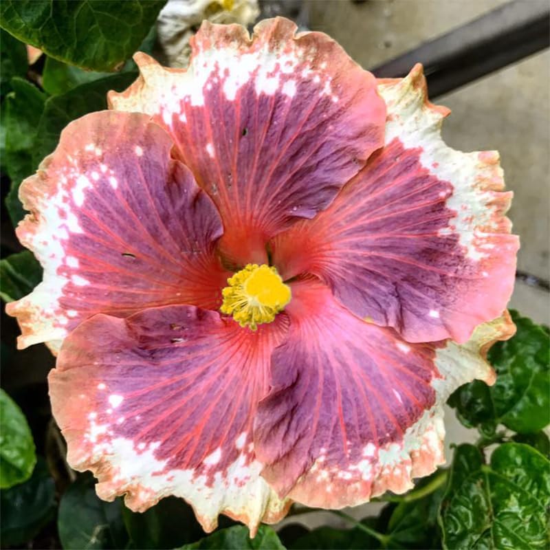 100pcs Mixed Hibiscus Seeds Planting Outdoor- Perennial Non-GMO Heirloom Hibiscus Flowers Plant for Your Garden Home