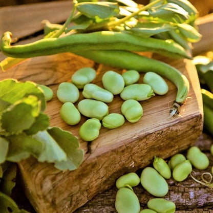 5pcs Fava Bean Seeds Friendly for new gardeners grow into full neat upright bushy clumps with steady seasonal development