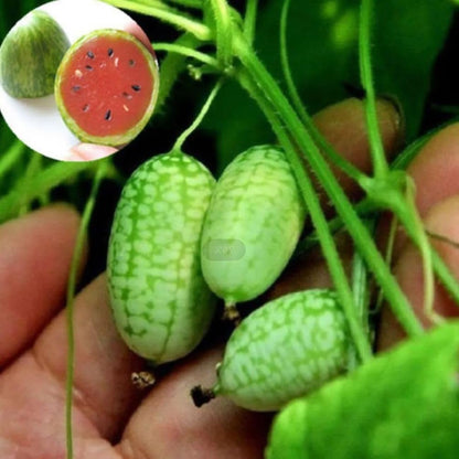 50Pcs Mini Thumb Watermelon Fruit Seeds  for Home Garden Outdoor Yard Farm Seed for Planting