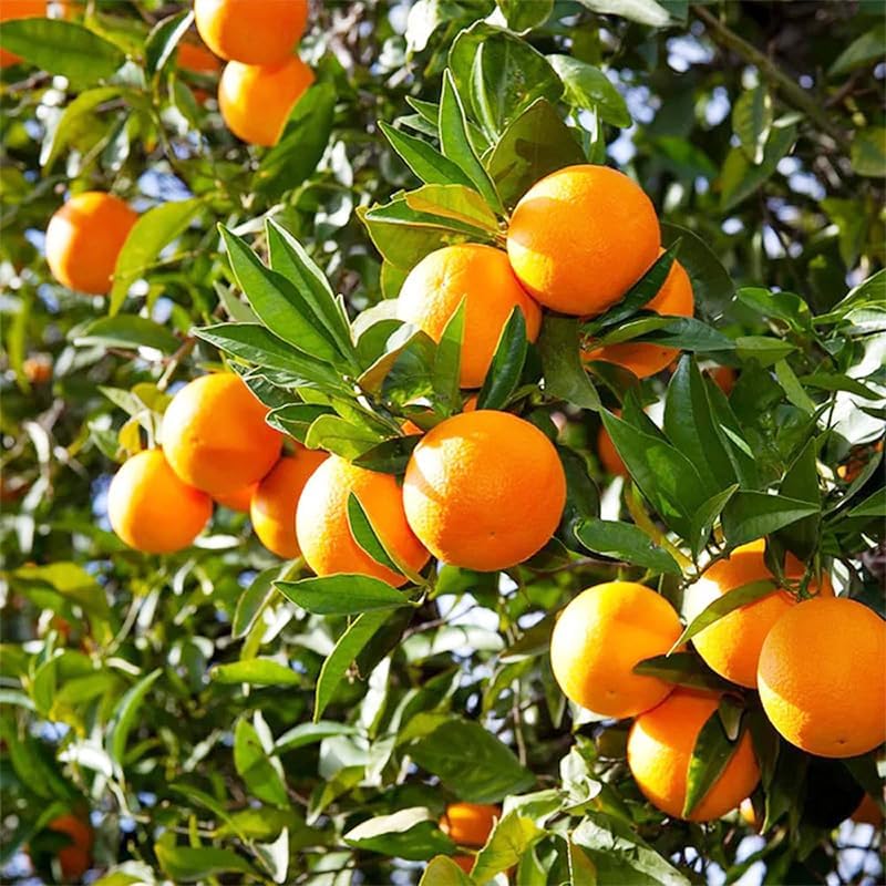 50Pcs Orange Seeds for Planting - Fresh Harvest, Non-GMO, Sweet & Juicy