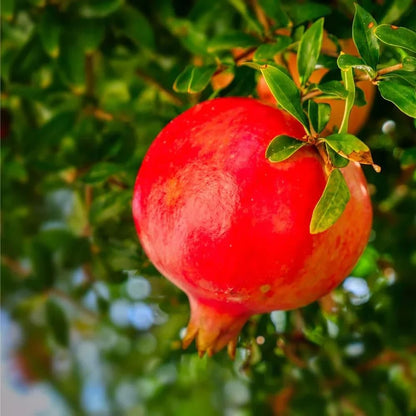 146Pcs Pomegranate Tree Seeds for Planting Easy to Growing for Home Gardens Outdoor