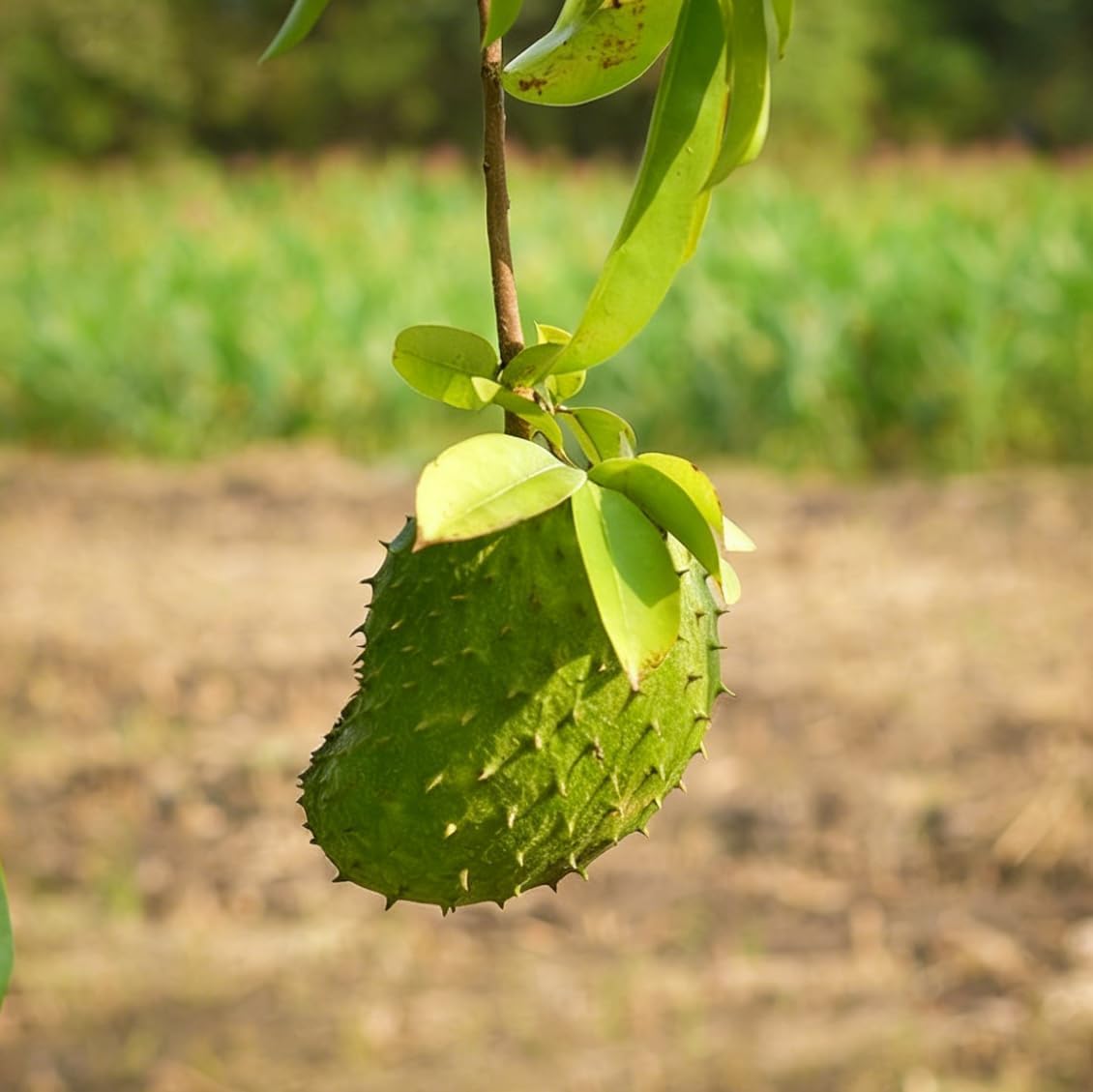 10Pcs Soursop Pawpaw Seeds Fast To Sprout Great For Creating A Functional Beautiful Garden Space With Tropical Appeal
