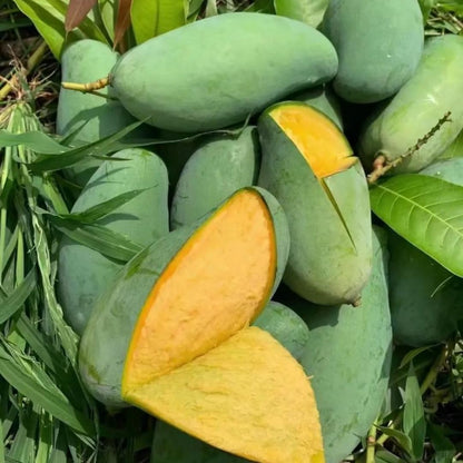 1Pcs Mango Seeds great for first time growers and home landscape tree planting lovers
