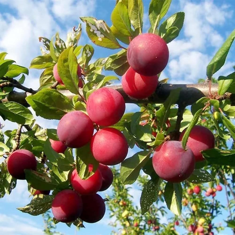 10Pcs Plum Seeds grow steadily with regular watering and ample natural sunlight exposure