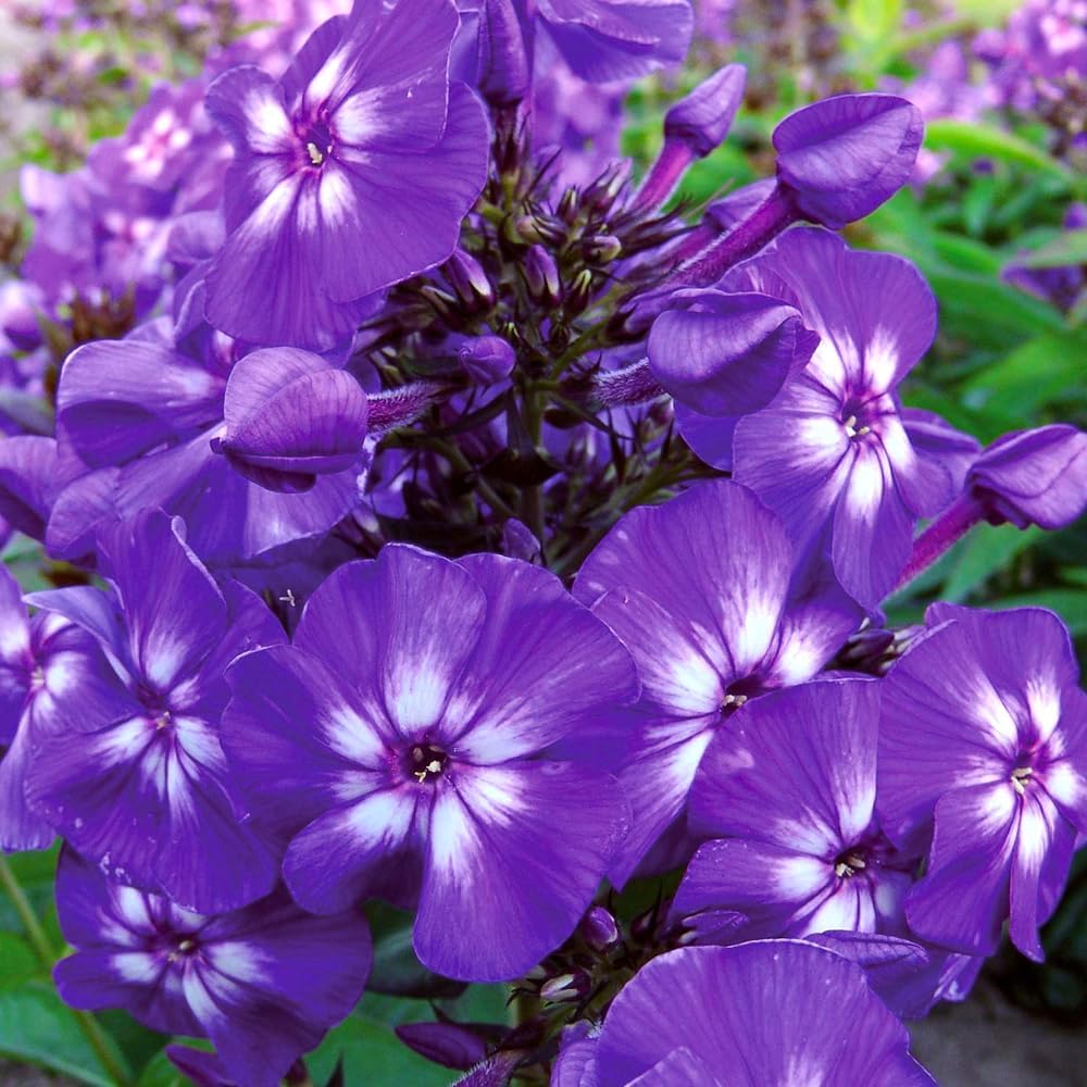 500pcs Creeping Phlox Seeds for Planting,Bright Perennial Creeping Phlox Seeds- Ground Cover Plants Seed Non-GMO Heirloom for Outdoors