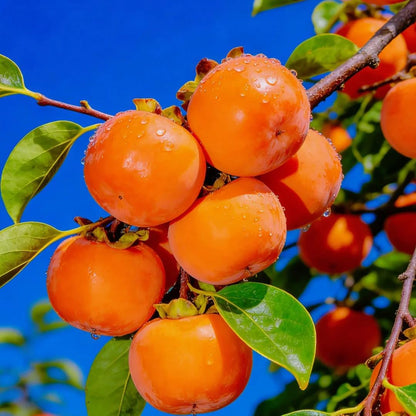 40Pcs Persimmon Seeds Friendly for new growers with reliable germination and vigorous trunk branching vitality