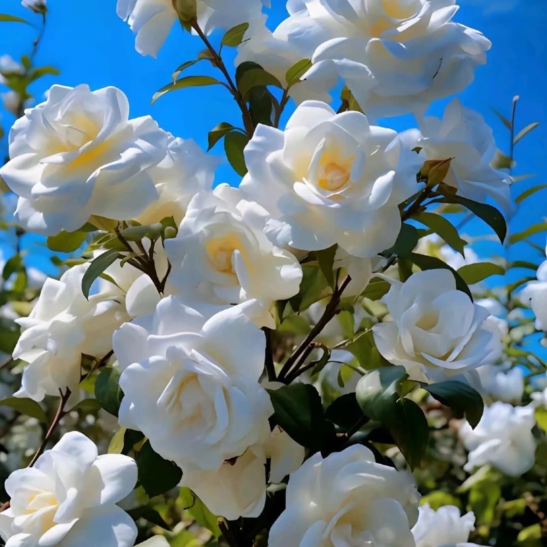 85Pcs Gardenia Seed for Planting, Non-GMO Heirloom Fragrant Gardenia Seeds for Home Garden
