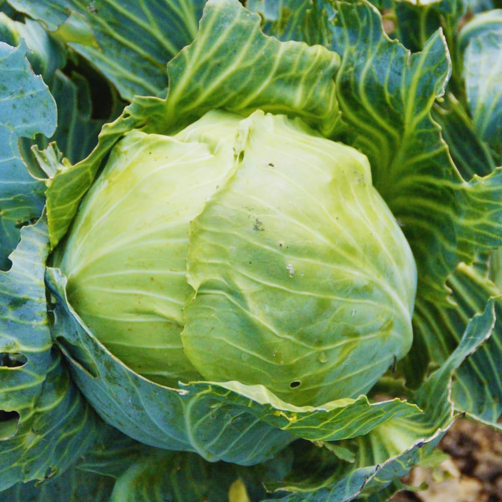 200pcs Cabbage Seeds Friendly for new gardeners grow into full rounded rosette form with steady seasonal growth renewal features