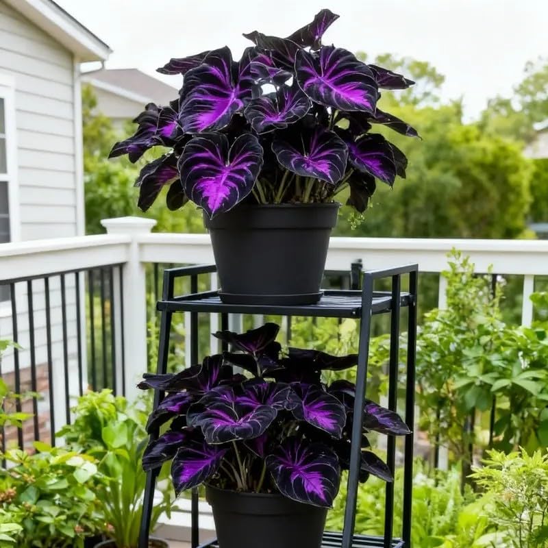100pcs Hosta Seeds for Planting  Perennial Shade Plants, Lush Heart-Shaped Foliage, Long-Lasting Ornamental for Borders, Pathways & Outdoor Garden Landscapes