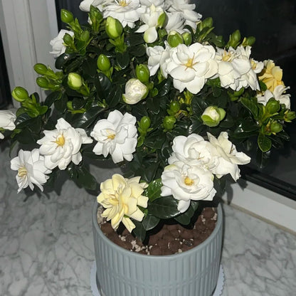 85Pcs Gardenia Seed for Planting, Non-GMO Heirloom Fragrant Gardenia Seeds for Home Garden