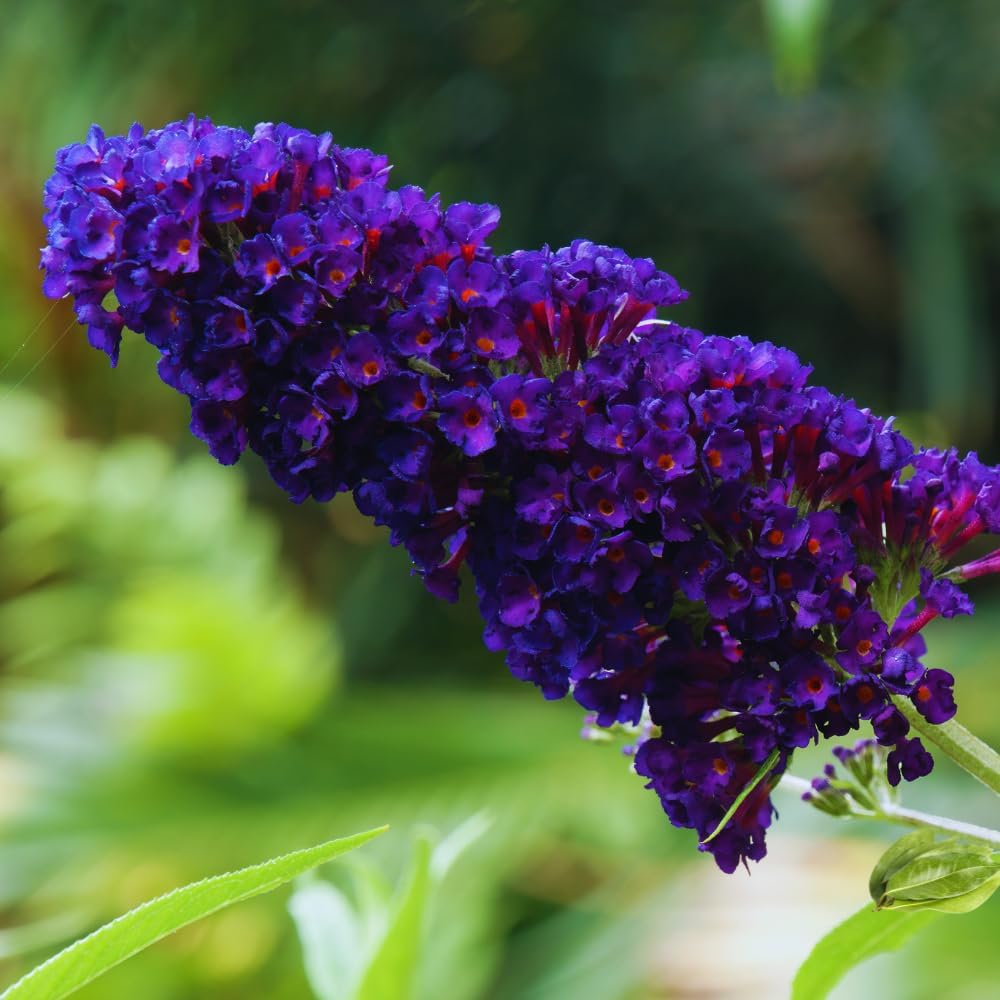 300 Black Purple Butterfly Bush seeds, Fragrant Flowering Garden Plants, Ornamental Flowering Bush, 3–5'' Tall Starter Plant