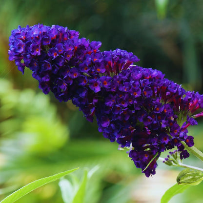 300 Black Purple Butterfly Bush seeds, Fragrant Flowering Garden Plants, Ornamental Flowering Bush, 3–5'' Tall Starter Plant