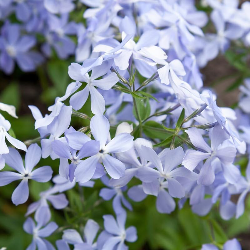 500pcs Creeping Phlox Seeds Friendly for new gardeners grow into full dense foliage mats with attractive seasonal blooming features