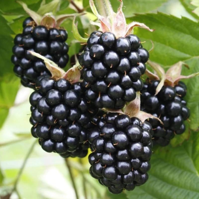 198Pcs BlackBerry Seeds for Planting - Non-GMO Seeds Plant for Garden Outdoor - Sweet,Healthy Fruit