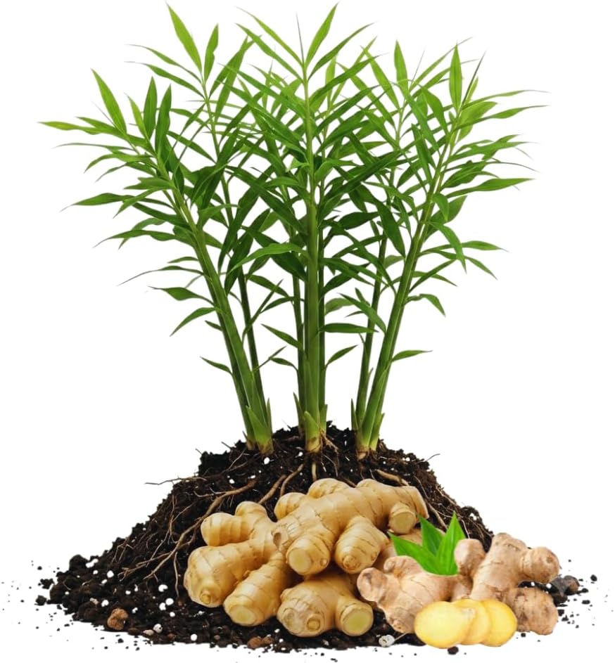 100pcs Ginger Seeds Simple to Grow add tropical natural ornamental charm to courtyard grounds and garden landscape spaces