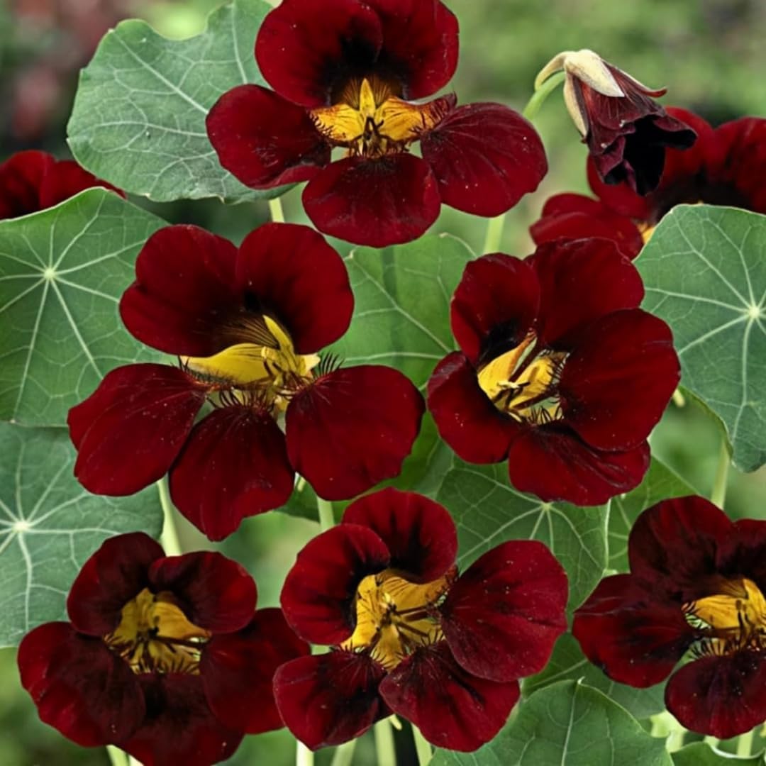 30pcs Nasturtium Seeds,  Vibrant Mixed Colors,  Low Maintenance, for Beds, Pots and Landscaping