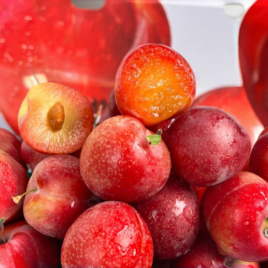 10Pcs Plum Seeds grow steadily with regular watering and ample natural sunlight exposure