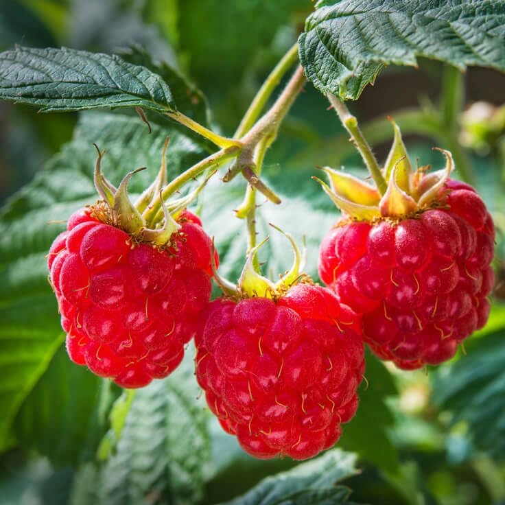 87Pcs Raspberry Seeds Potted Greenery Easy To Cultivate For Balcony Decor
