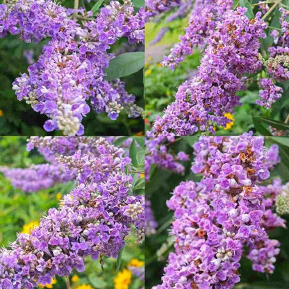 300pcs Butterfly Bush Seeds Perennial Flower Shrub Seeds Fragrant Blooms for Outdoor Garden Planting