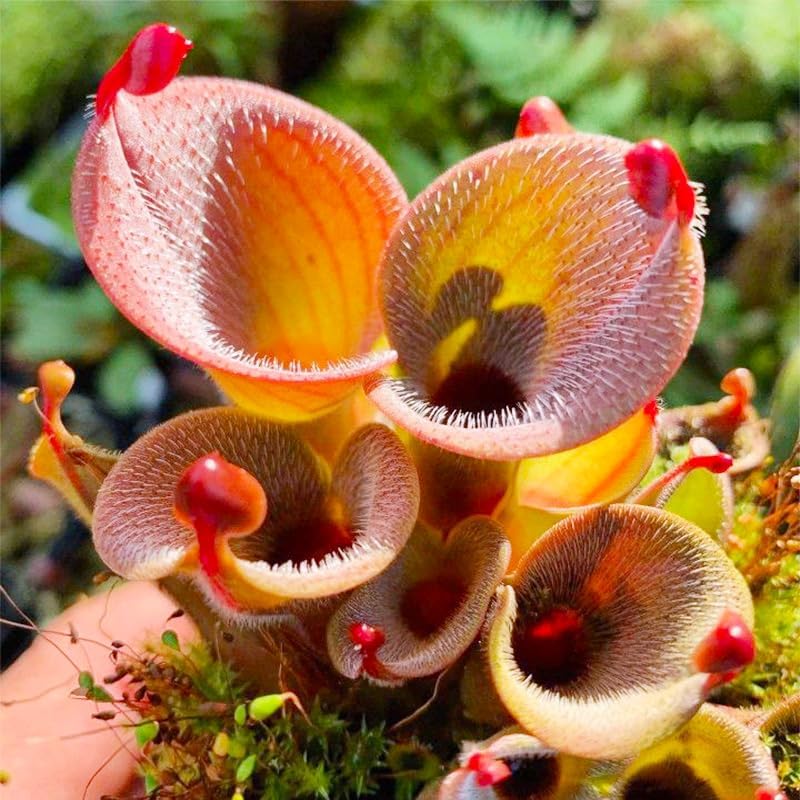 280Pcs Venus-Fly-Trap Seeds Easy To Grow Works Well In Specialized Growing Media For Carnivorous Plant Cultivation
