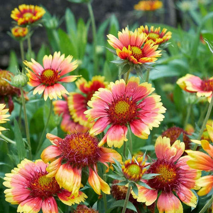 498Pcs Abundant Blooms Coreopsis Seeds Create Lovely Natural Screens And Colorful Borders