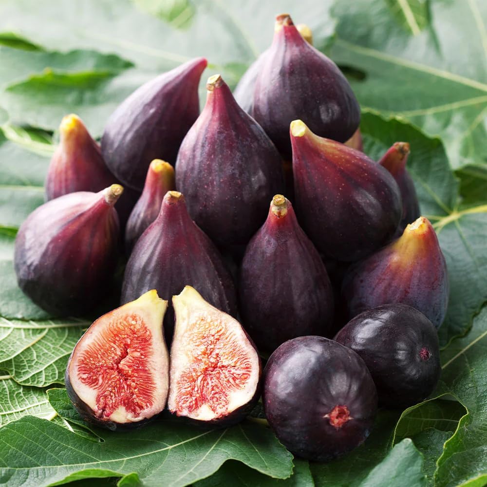 270Pcs Seed King Figs Sweet Fresh Fruit Seeds for Planting Outdoor-Non-GMO Heirloom Fig Tree Plant in Your Home Garden